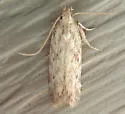 Frumenta nundinella - Hodges#2052