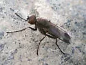Fucellia apicalis