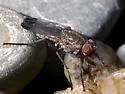 Fucellia apicalis - photo 2