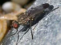 Fucellia apicalis - photo 3