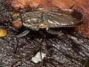 Fucellia apicalis - photo 4