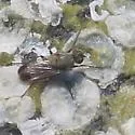Fucellia apicalis - photo 5