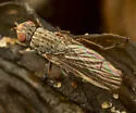 Fucellia assimilis