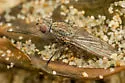 Fucellia assimilis - photo 2