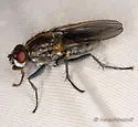 Fucellia costalis - photo 2