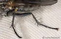 Fucellia costalis - photo 4
