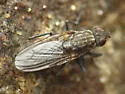 Fucellia costalis - photo 5