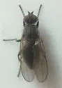 Fucellia tergina