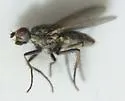 Fucellia tergina - photo 3
