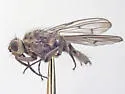 Fucellia thinobia