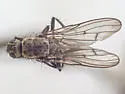 Fucellia thinobia - photo 3