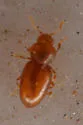 Fuchsina occulta - photo 4