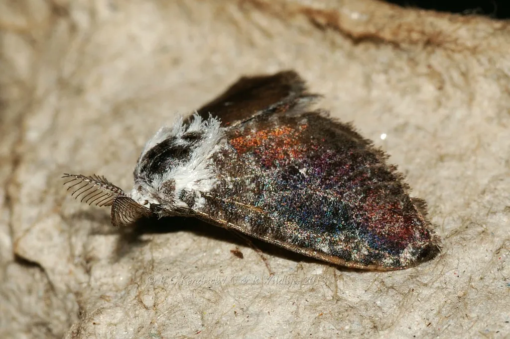 Fulgoraecia bowringii - photo 3