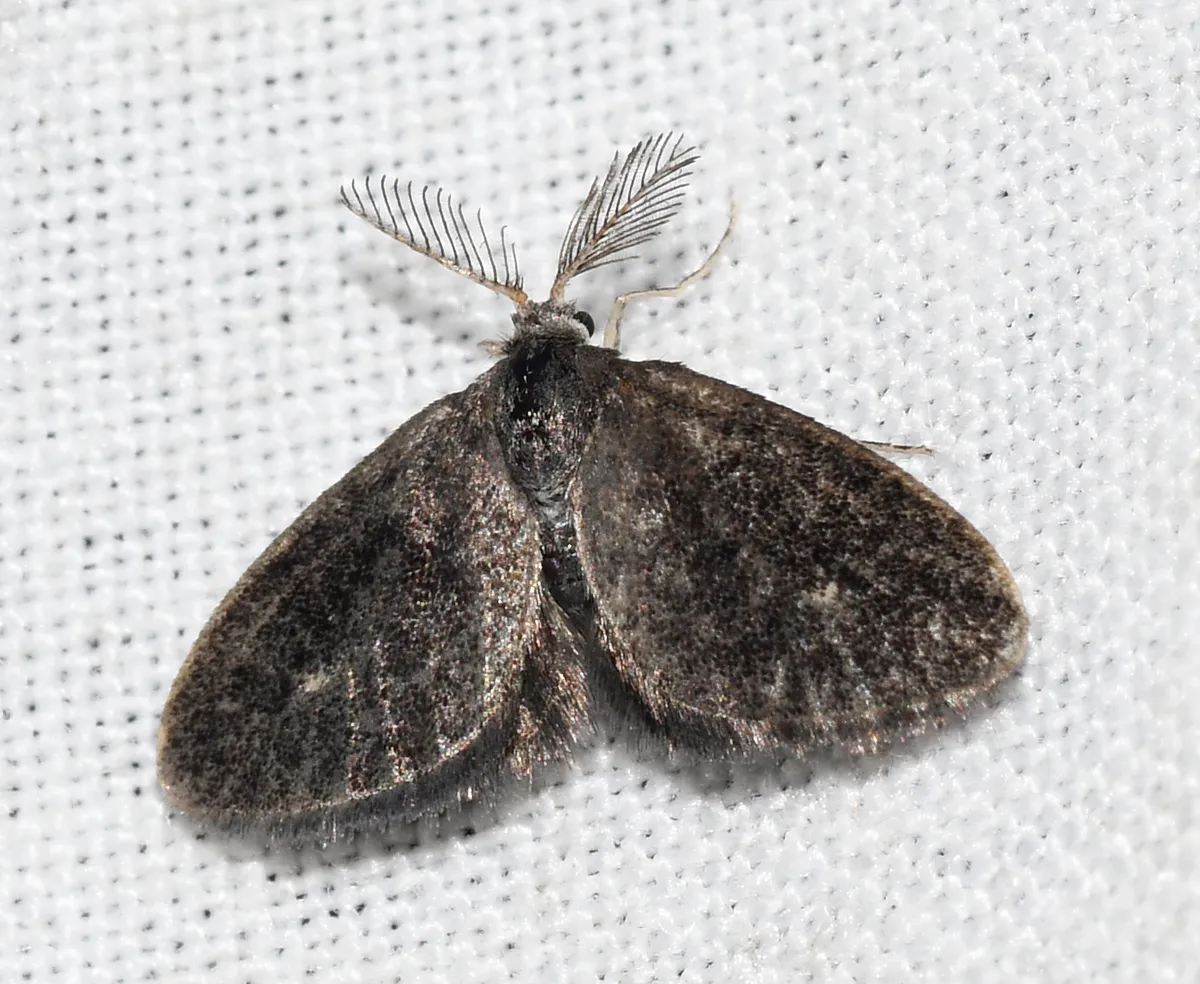Planthopper Parasite Moth - Hodges#4701