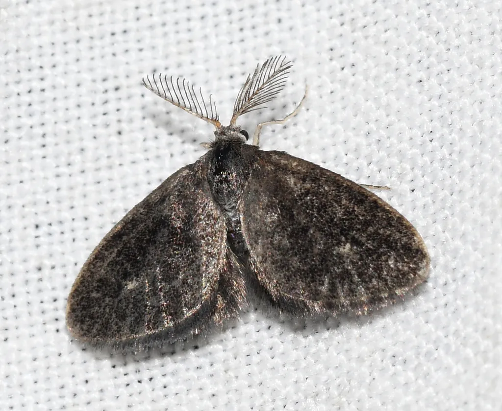 Planthopper Parasite Moth - Hodges#4701 - photo 3