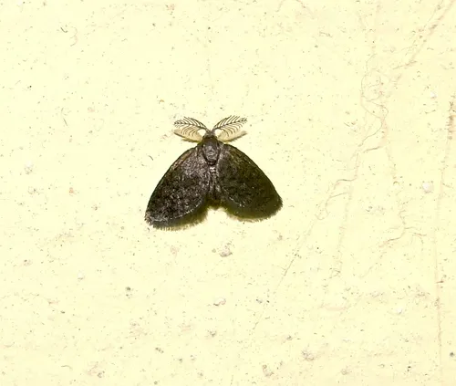 Fulgoraecia melanoleuca