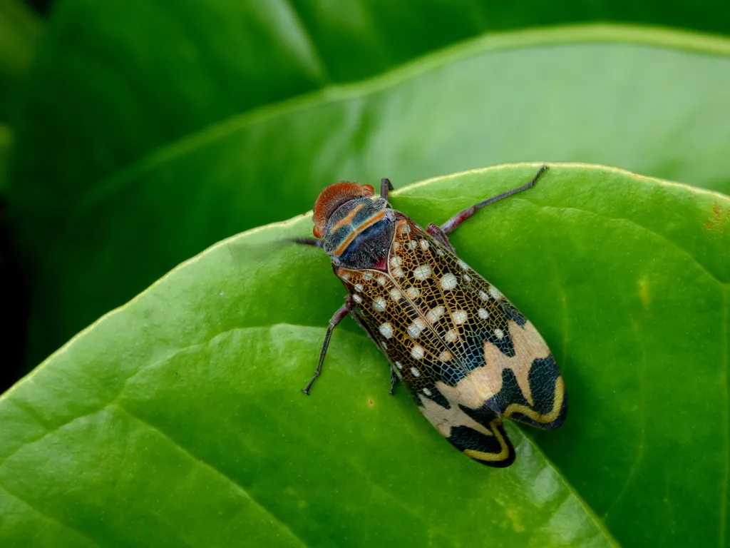 Fulgorid Planthoppers - photo 2