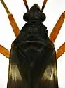 Fulvius atratus