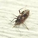 Fulvius imbecilis