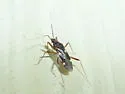 Fulvius imbecilis - photo 3