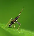 Fulvius slateri