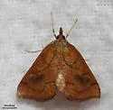 Mint Root Borer - Hodges#4950 - photo 2