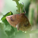 Mint Root Borer - Hodges#4950 - photo 3