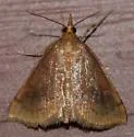 Mint Root Borer - Hodges#4950 - photo 4