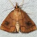 Mint Root Borer - Hodges#4950 - photo 5