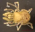 Fumontana deprehendor