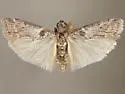 Fundella ignobilis - Hodges#5726.1