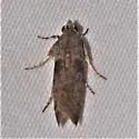 Fundella ignobilis - Hodges#5726.1 - photo 2