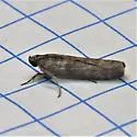 Fundella ignobilis - Hodges#5726.1 - photo 4