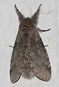 Gray Furcula - Hodges#7937