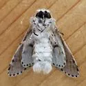 Gray Furcula - Hodges#7937 - photo 3