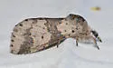 Gray Furcula - Hodges#7937 - photo 4