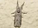 Gray Furcula - Hodges#7937 - photo 5
