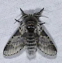 Furcula cinereoides - Hodges#7937.1