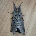 Furcula cinereoides - Hodges#7937.1 - photo 2