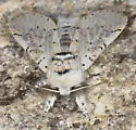 Furcula cinereoides - Hodges#7937.1 - photo 4