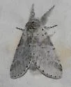 Furcula cinereoides - Hodges#7937.1 - photo 5