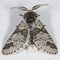 Furcula gigans - Hodges#7939.1
