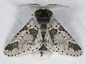 Furcula gigans - Hodges#7939.1 - photo 2