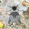 Furcula gigans - Hodges#7939.1 - photo 3