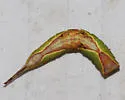 Furcula gigans - Hodges#7939.1 - photo 5