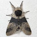 Modest Furcula - Hodges#7941