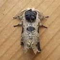 Modest Furcula - Hodges#7941 - photo 2