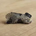 Modest Furcula - Hodges#7941 - photo 3