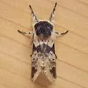 Modest Furcula - Hodges#7941 - photo 4