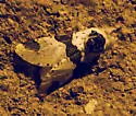 Modest Furcula - Hodges#7941 - photo 5